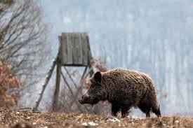 chasse