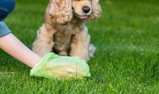 woman with plastic bag clean dog shit